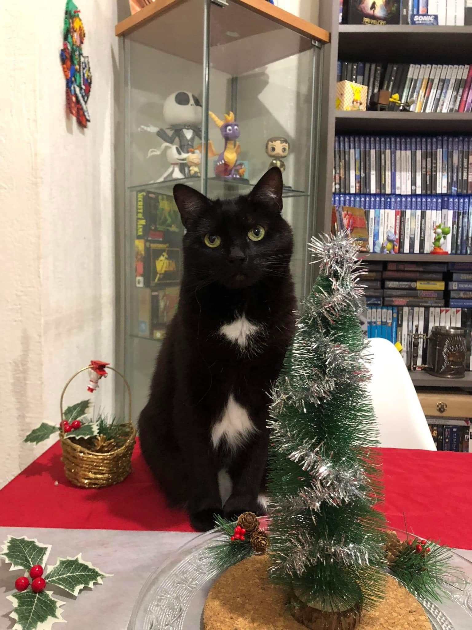 Chouchoune, notre petite compagne adorée