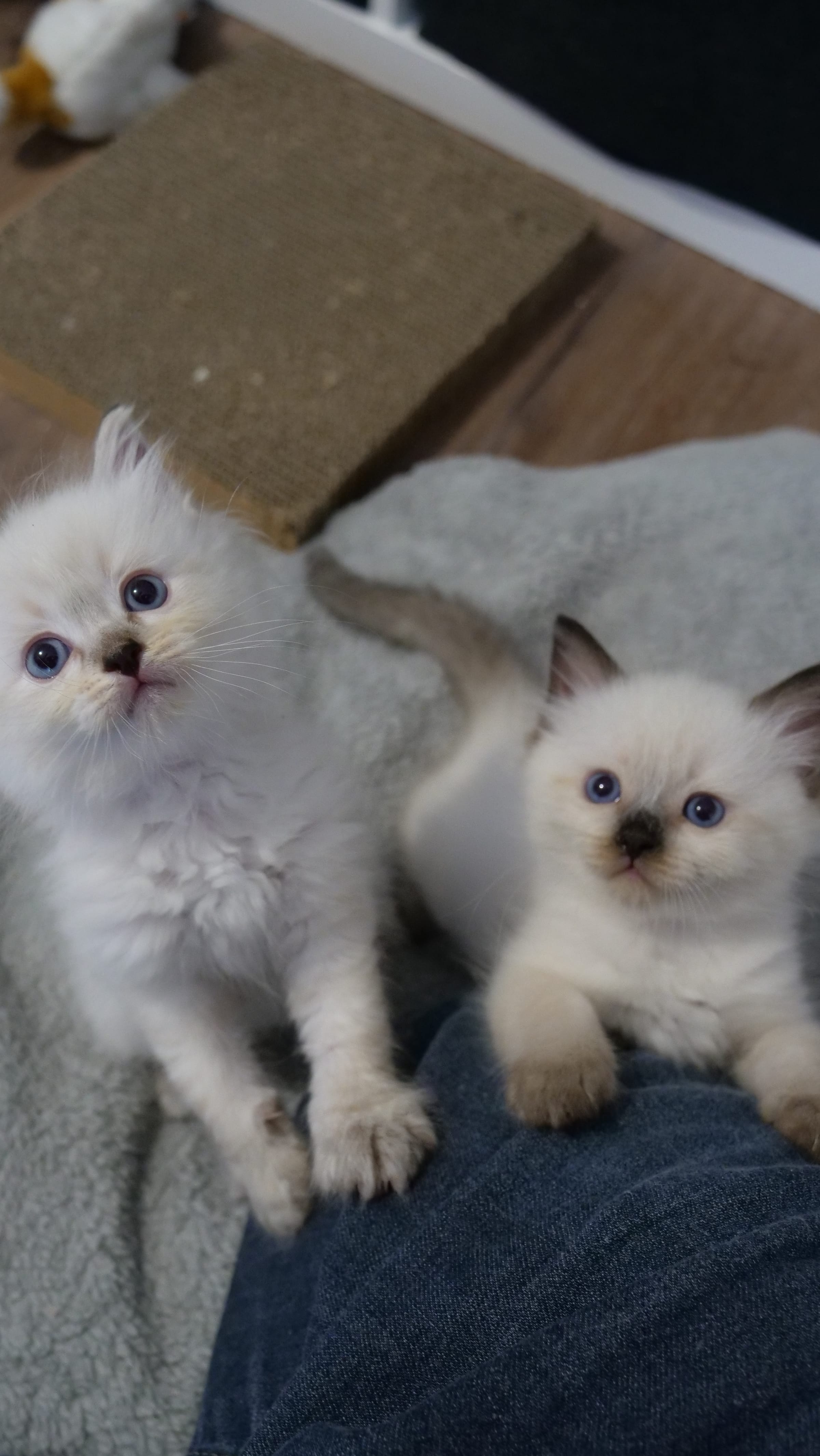 Chatons Ragdoll manipulés et câlinés au quotidien, sur les genoux d'un membre de la famille