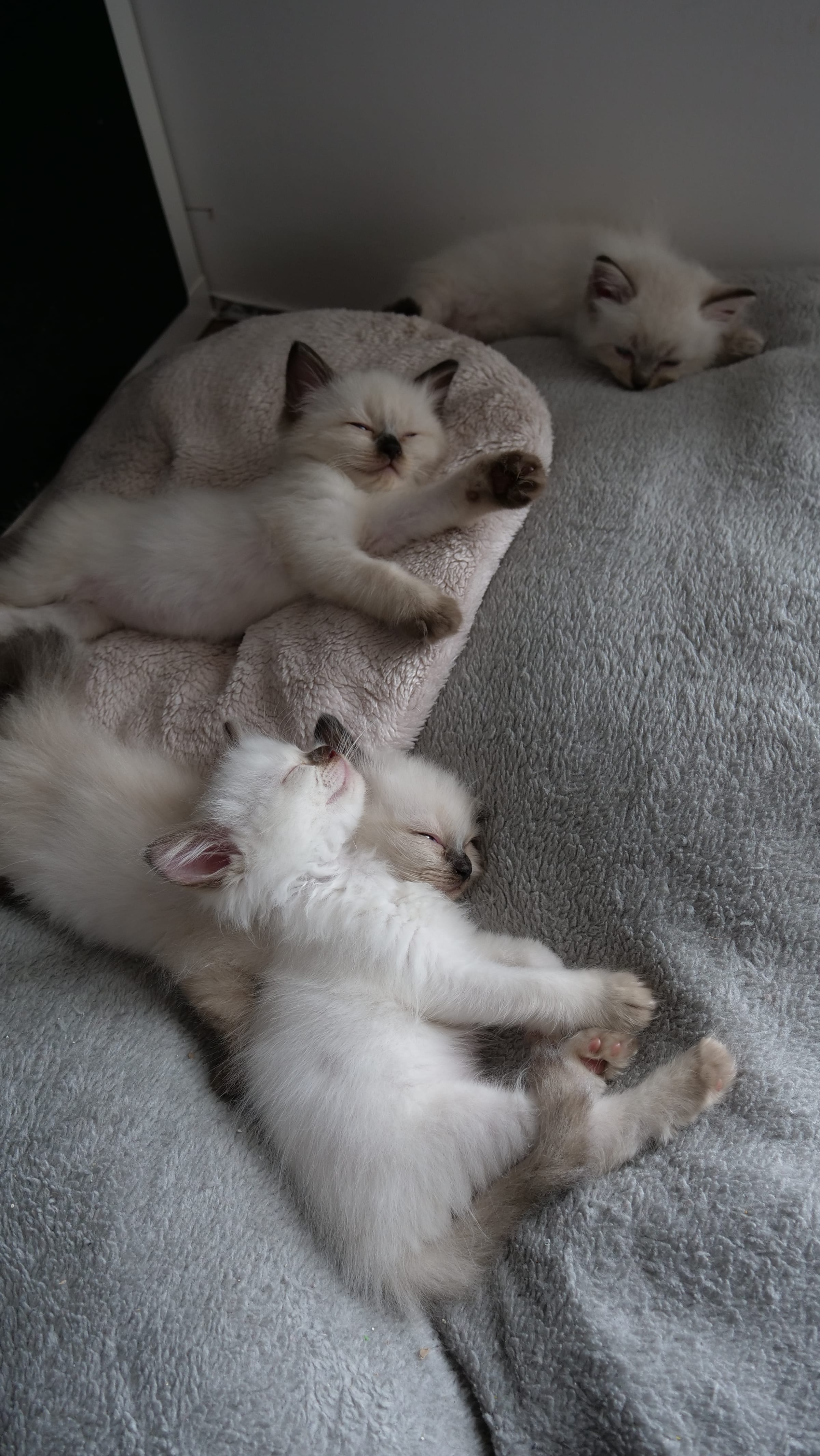 Portée de chatons Ragdoll endormis ensemble, élevés en liberté dans le foyer