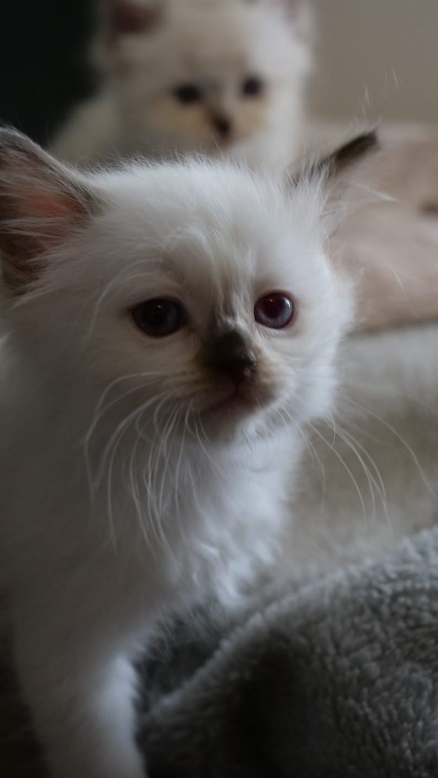Portrait de Buffy