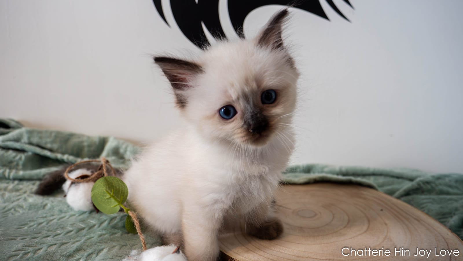 Photo de Blue, chaton Ragdoll