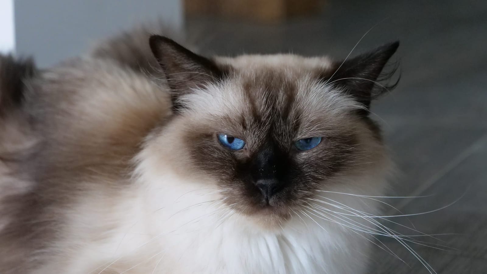Portrait de Résine