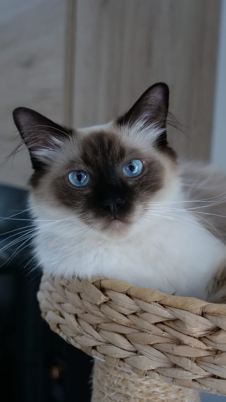 Portrait de Azshara