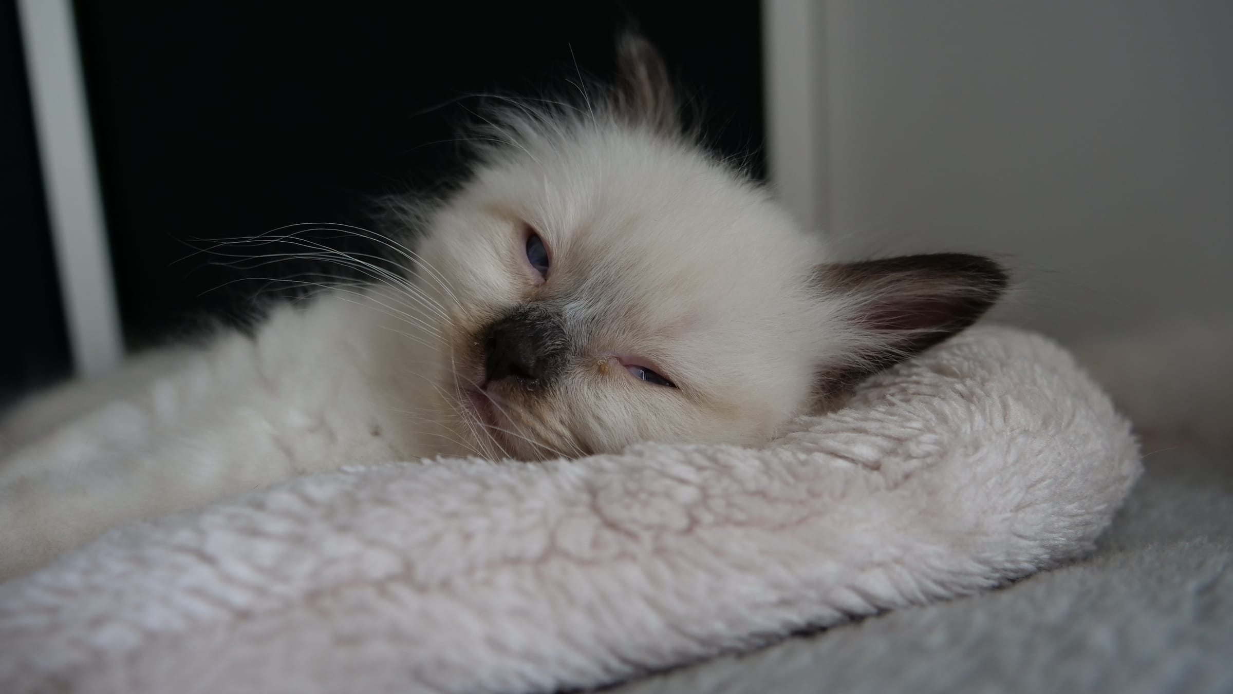 Chaton Ragdoll de la chatterie Voile Céleste, endormi paisiblement